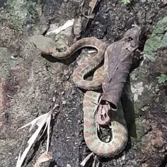 Trimeresurus phuketensis