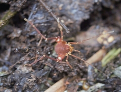 Krateromaspis dilatata