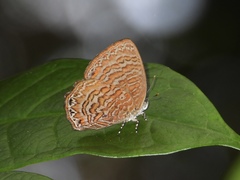 Poritia sumatrae