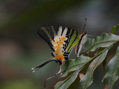 Graphium antiphates itamputi