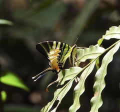 Graphium antiphates itamputi