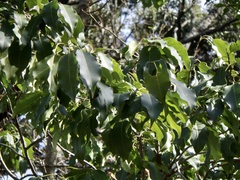 Ilex pedunculosa