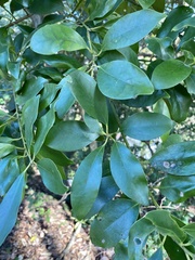 Ilex integra