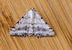 Digrammia denticulata