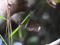 Euploea crameri