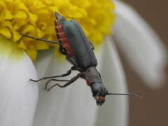 Clanoptilus abdominalis