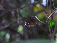 Euploea crameri