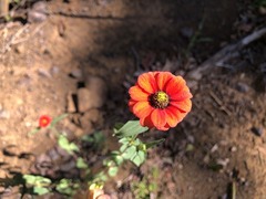 Zinnia peruviana