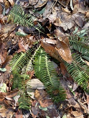 Struthiopteris niponica