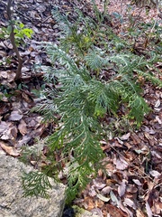 Chamaecyparis obtusa
