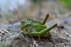 Cibotopteryx