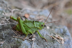 Cibotopteryx