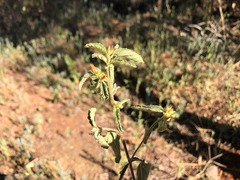 Malvastrum americanum