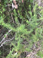 Acacia verticillata verticillata