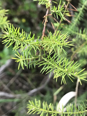 Acacia verticillata verticillata