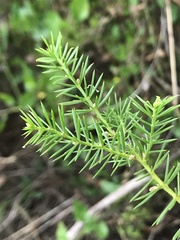 Acacia verticillata verticillata