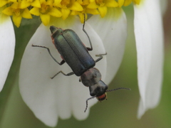Clanoptilus abdominalis
