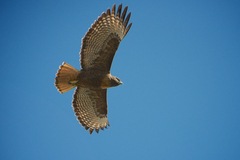Buteo jamaicensis
