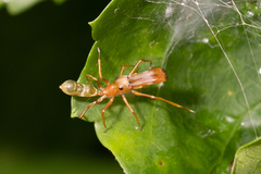 Myrmarachne smaragdina