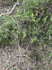 Acacia verticillata verticillata