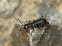Cyrtosus cyanipennis