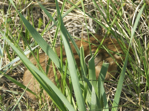 Daurian Pika