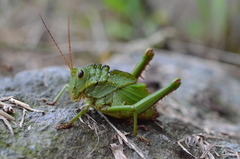 Cibotopteryx