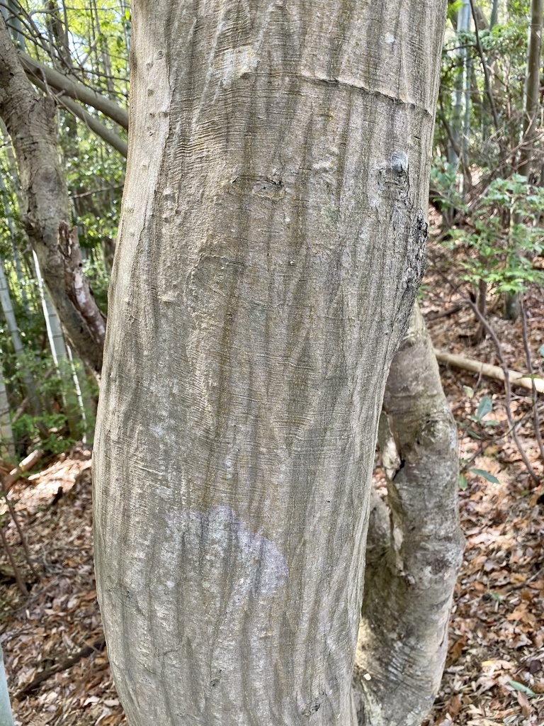 Trăn hoa đỏ – Carpinus laxiflora