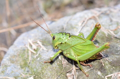 Cibotopteryx