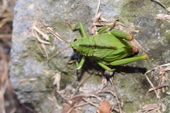 Cibotopteryx