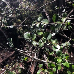 Planchonella cotinifolia