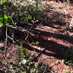 Planchonella cotinifolia