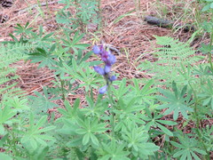 Lupinus argenteus palmeri