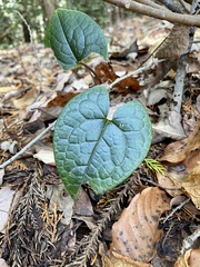 Asarum nipponicum nipponicum