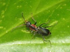Cyrtosus cyanipennis