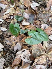 Asarum nipponicum nipponicum