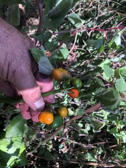 Proiphys cunninghamii