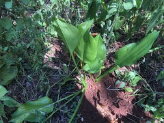 Proiphys cunninghamii