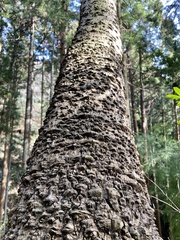 Zanthoxylum ailanthoides