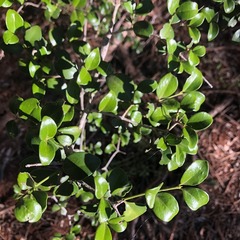 Psydrax odorata buxifolia