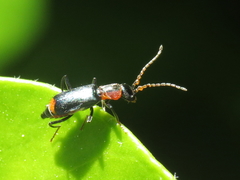 Cyrtosus cyanipennis