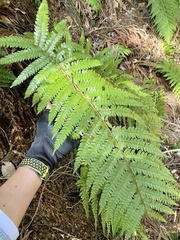 Polystichum polyblepharum