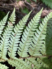 Polystichum polyblepharum