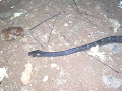 Lycodon travancoricus