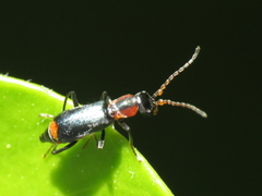 Cyrtosus cyanipennis
