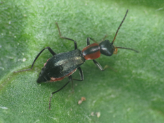 Cyrtosus cyanipennis