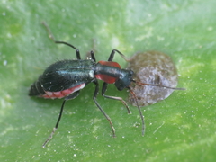 Cyrtosus cyanipennis
