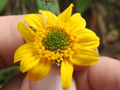 Lasianthaea podocephala