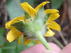 Lasianthaea podocephala