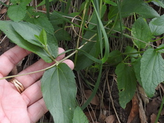 Lasianthaea podocephala